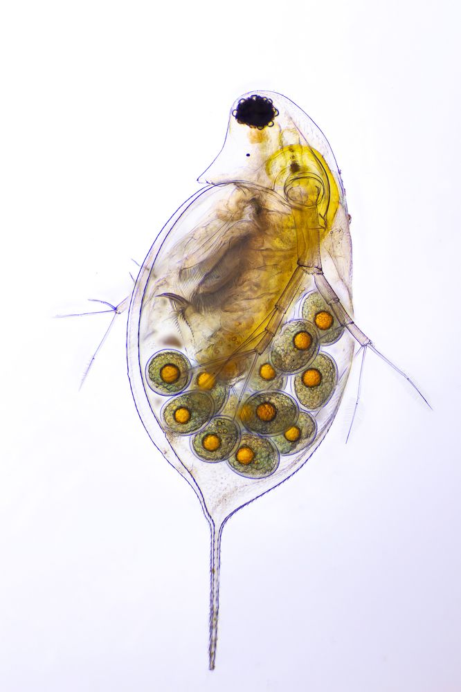 Daphnia