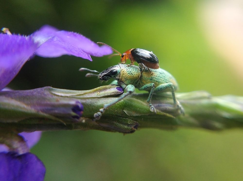 Photograph by Salih vp