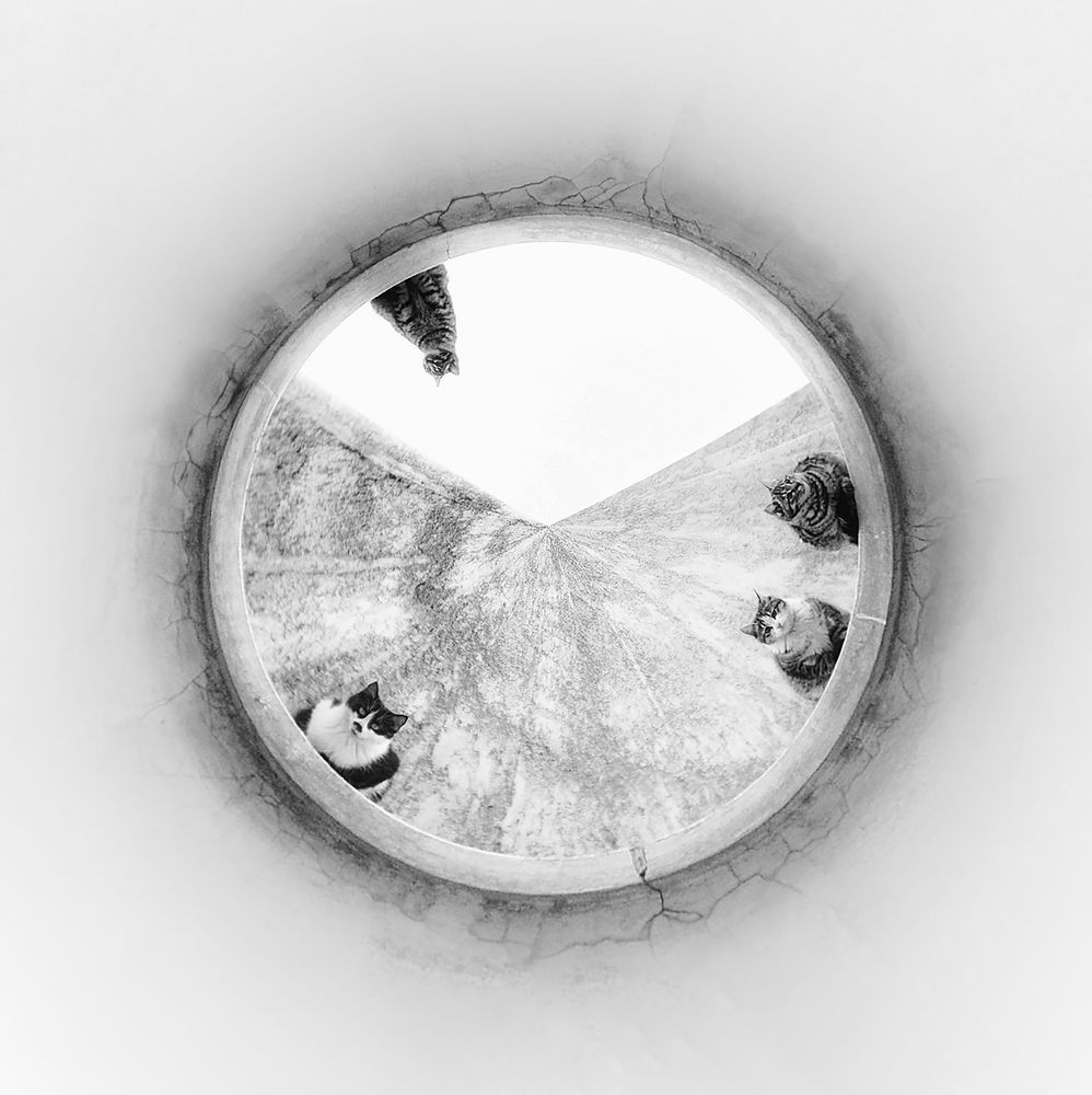 Фотография автора Erfan Rabiei dastjerdi