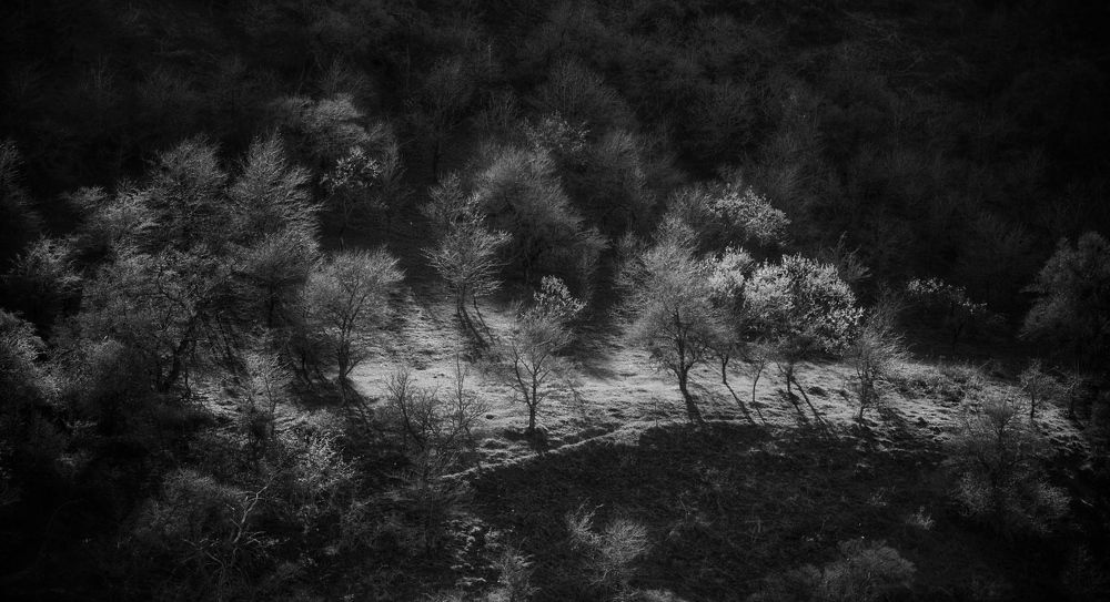 Фотография автора Hamidreza Saedi