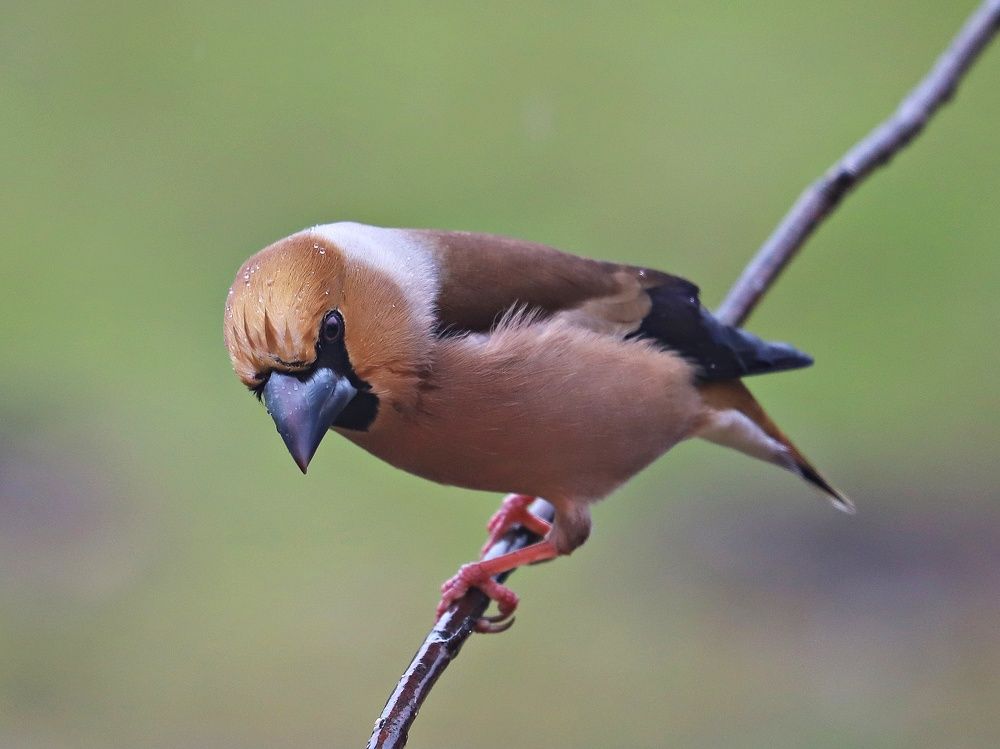 Суров, но красив