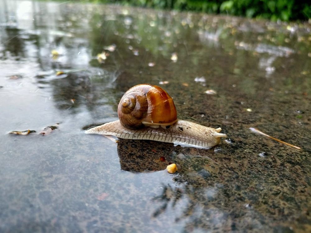 Photograph by Владимир Горбачёв