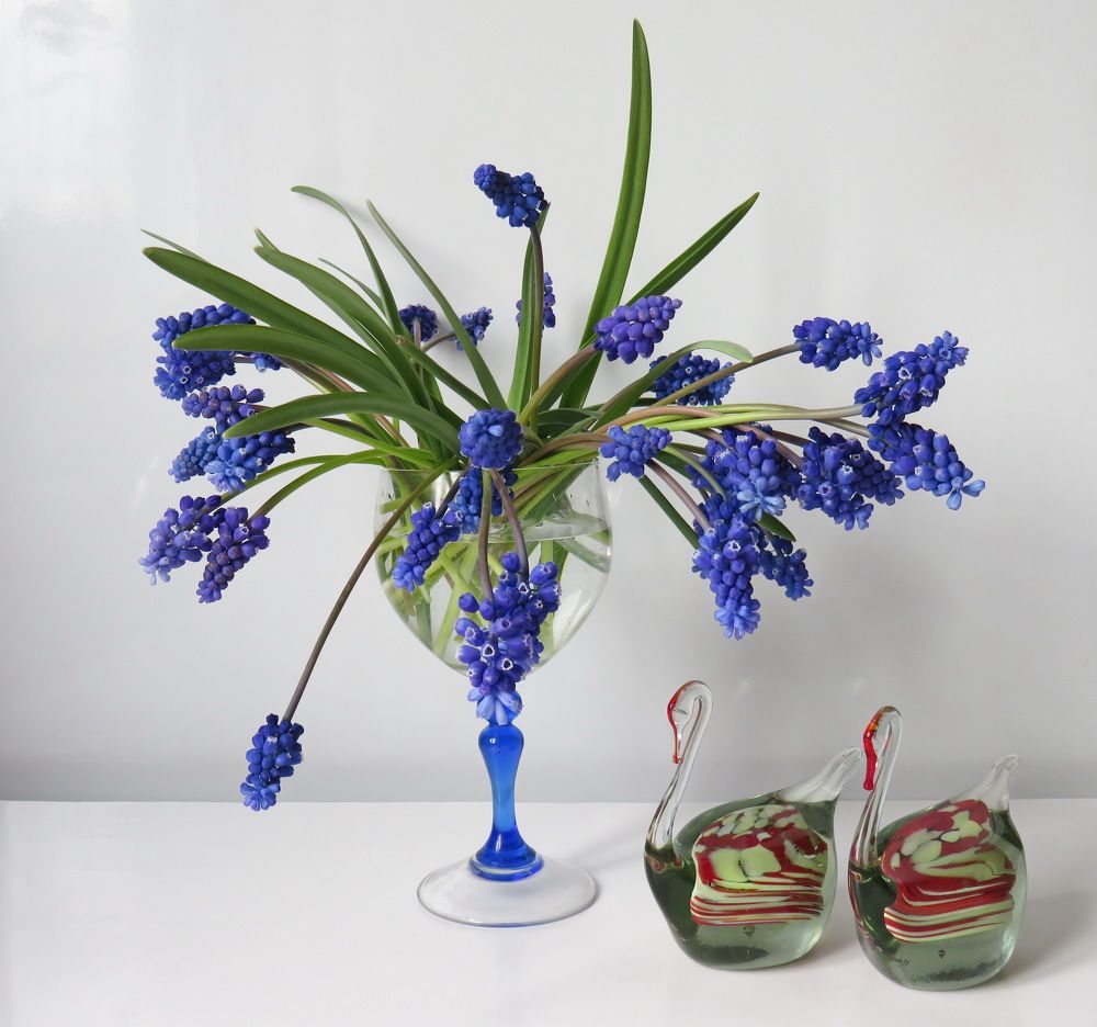 Two swans and muscari in a glass