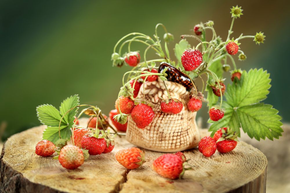 Photograph by Шруб (Беляева) Татьяна