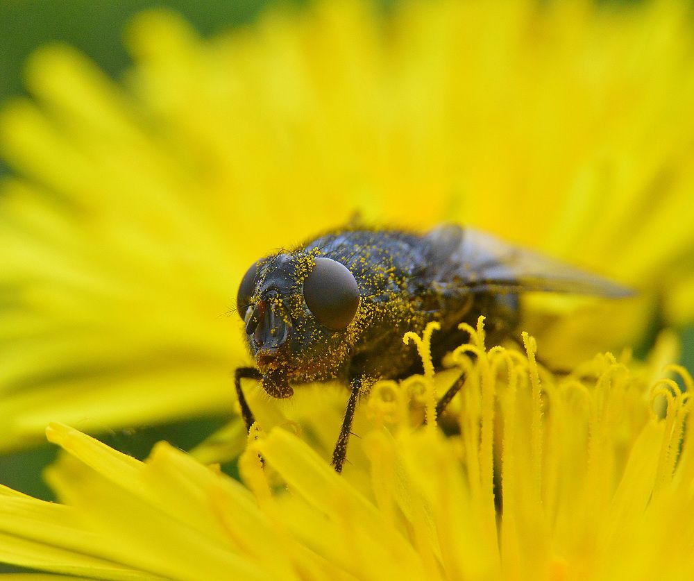 Солнечная пудра.