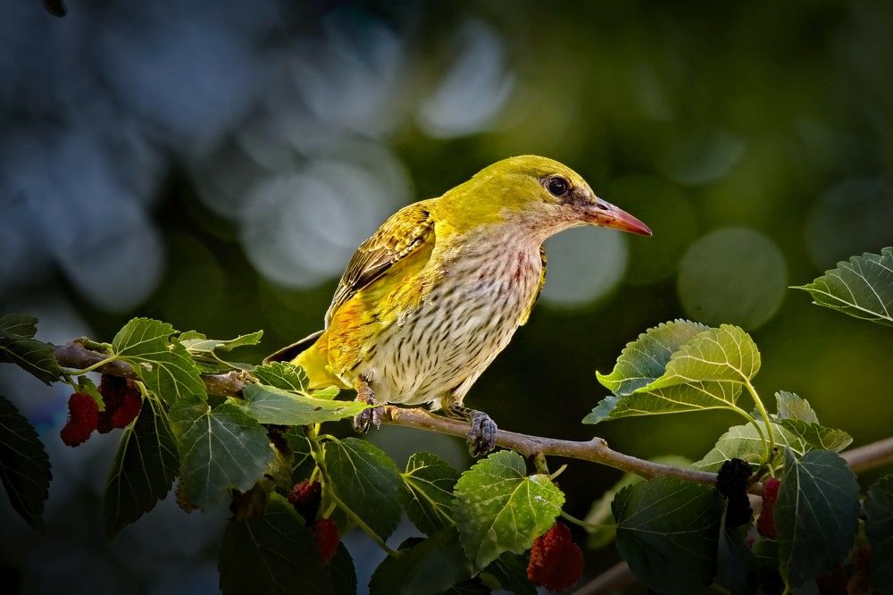 Oriolus oriolus, female