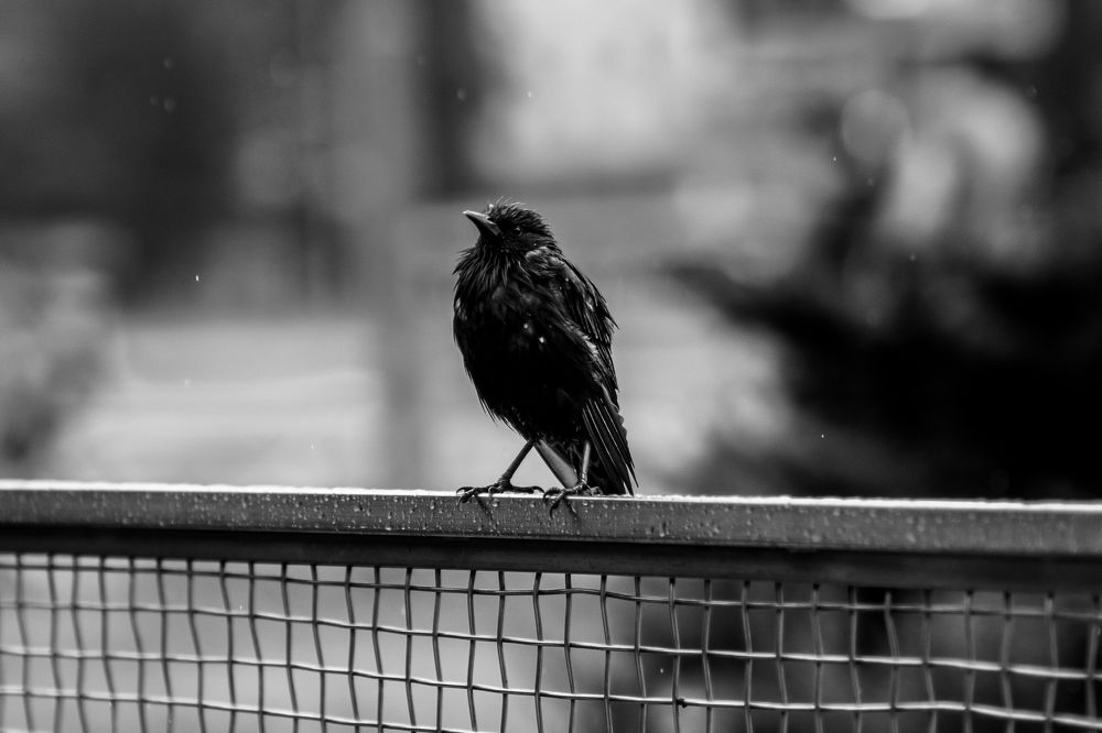 Photograph by Георгий Казанцев