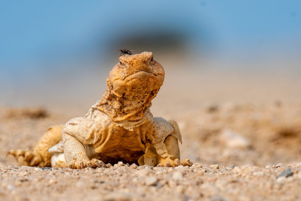 Photograph by Sajeev Krishnan