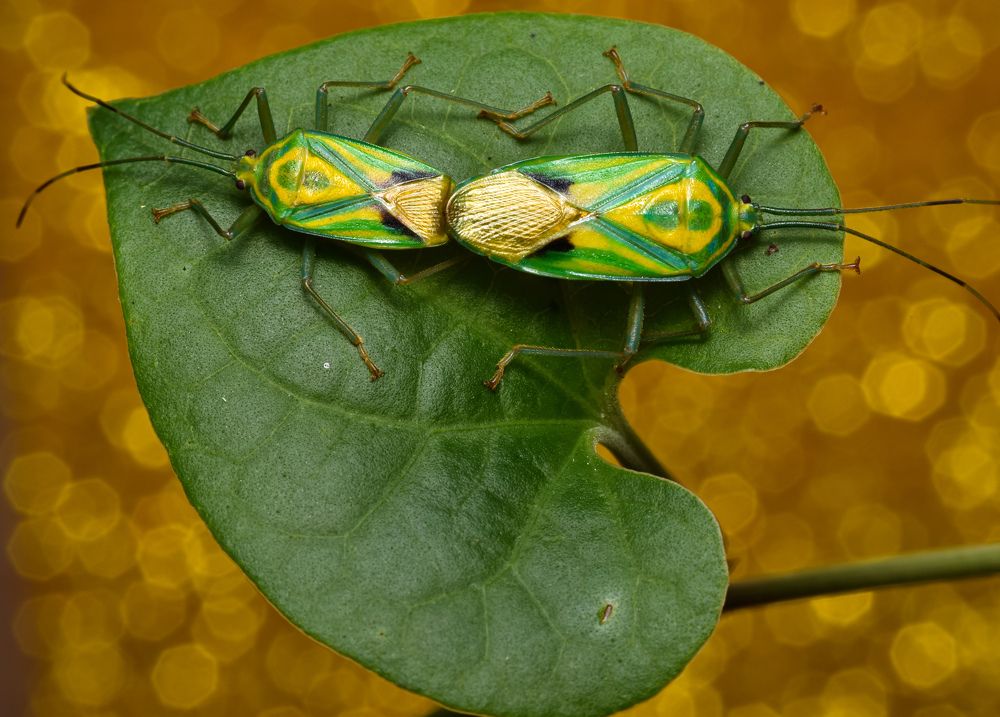 Photograph by Biswanath Chaki