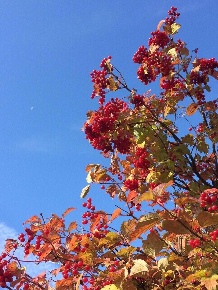 Photograph by Антонина Михалёва