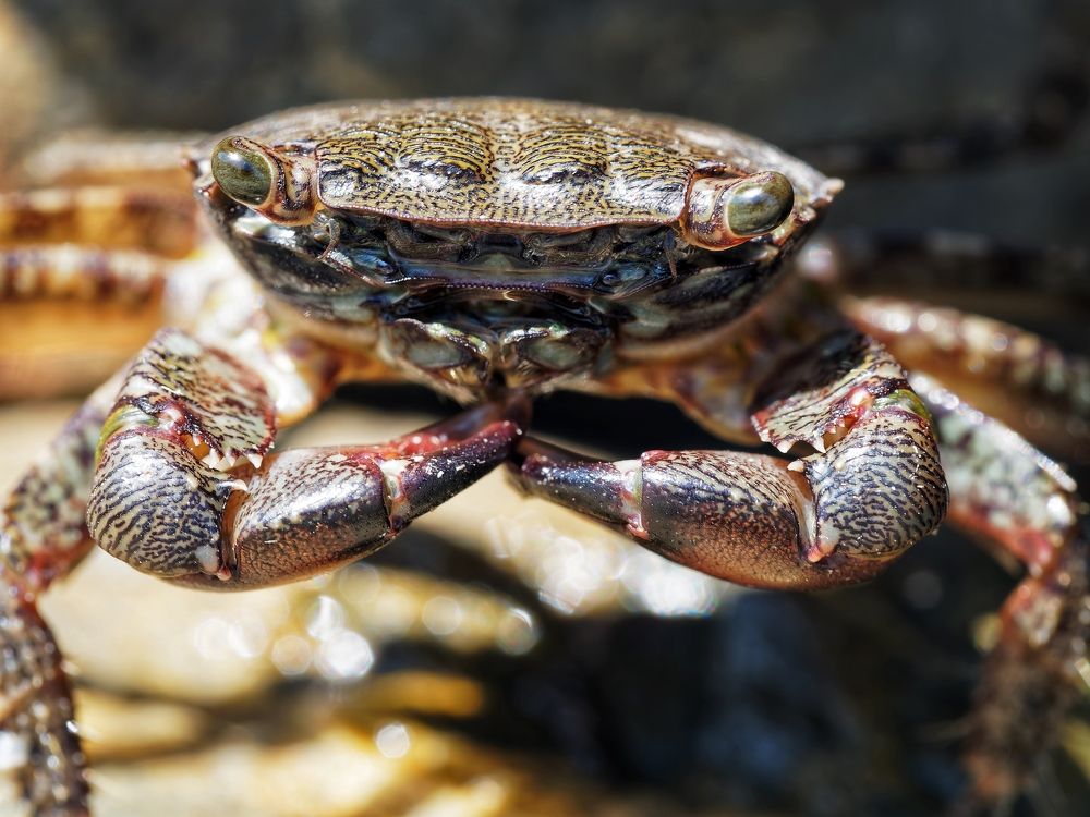 Photograph by Boris Dmitijeff