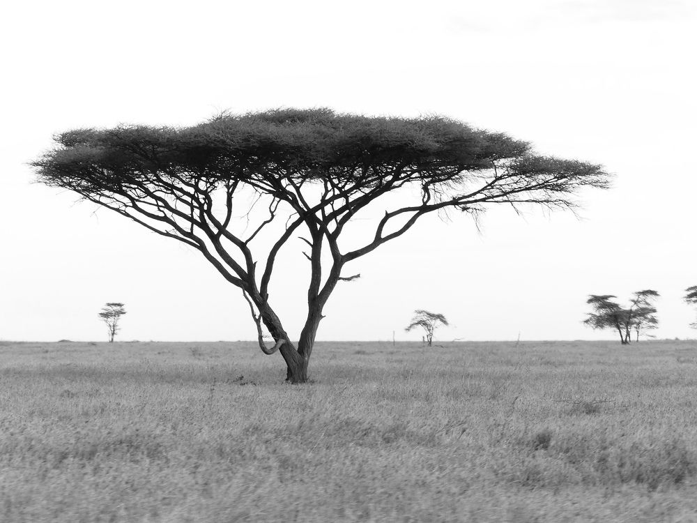 Photograph by Aldo Galante