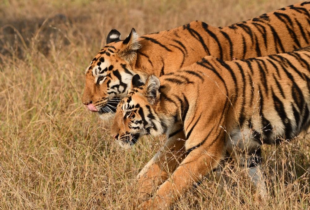 Photograph by Amit Khapre