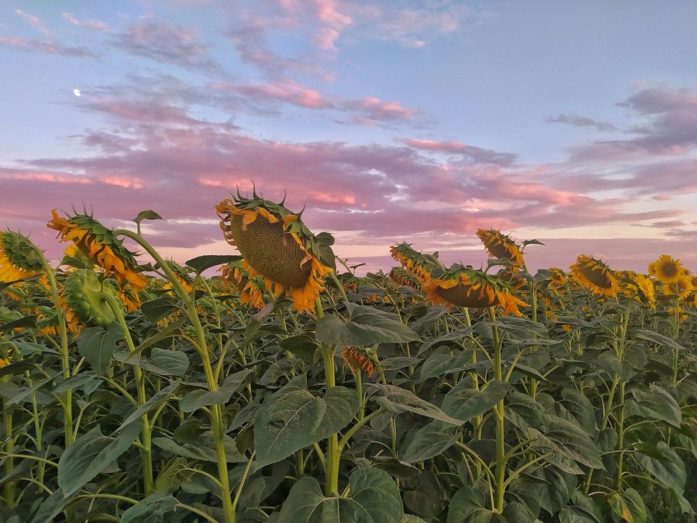 Photograph by Dragoslav Macanovic