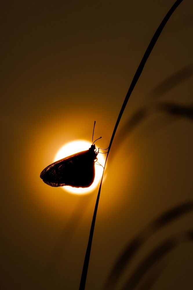 Фотография автора Akash Paul