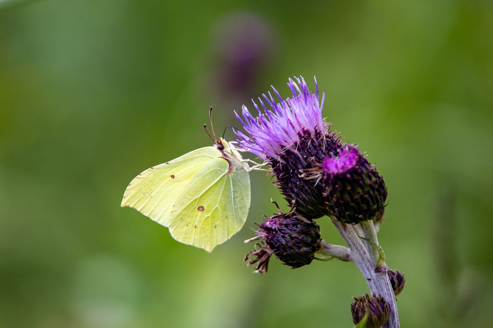 Бабочка лимонница пьет нектар