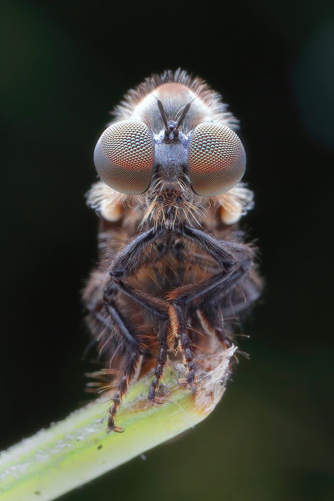 Photograph by Chen-You Li