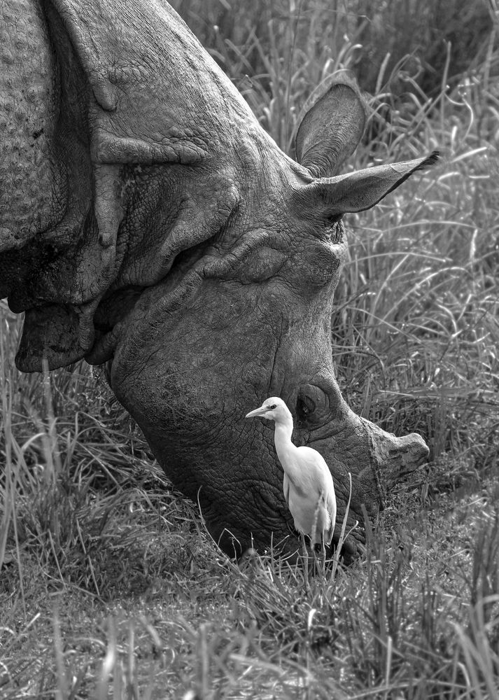 Фотография автора Saurabh Dhanorkar