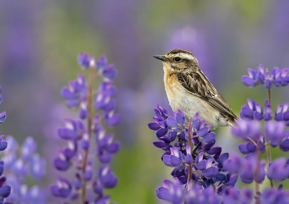 В зарослях люпина