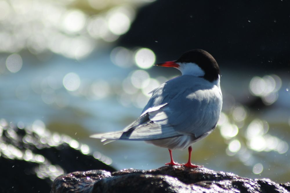 Фотография автора Егоров Максим