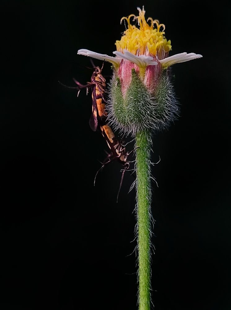 Mating Love