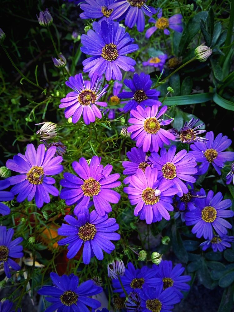 Голубая малышка