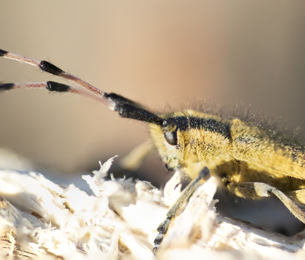 Photograph by Эльвира Быкова