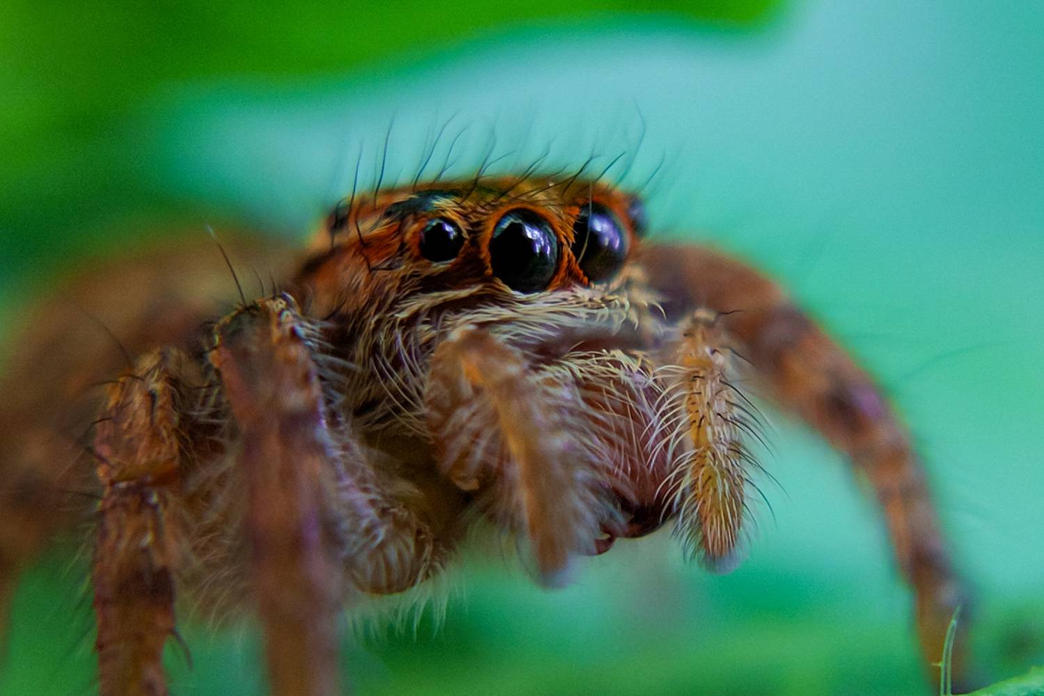 Beauty of Spider