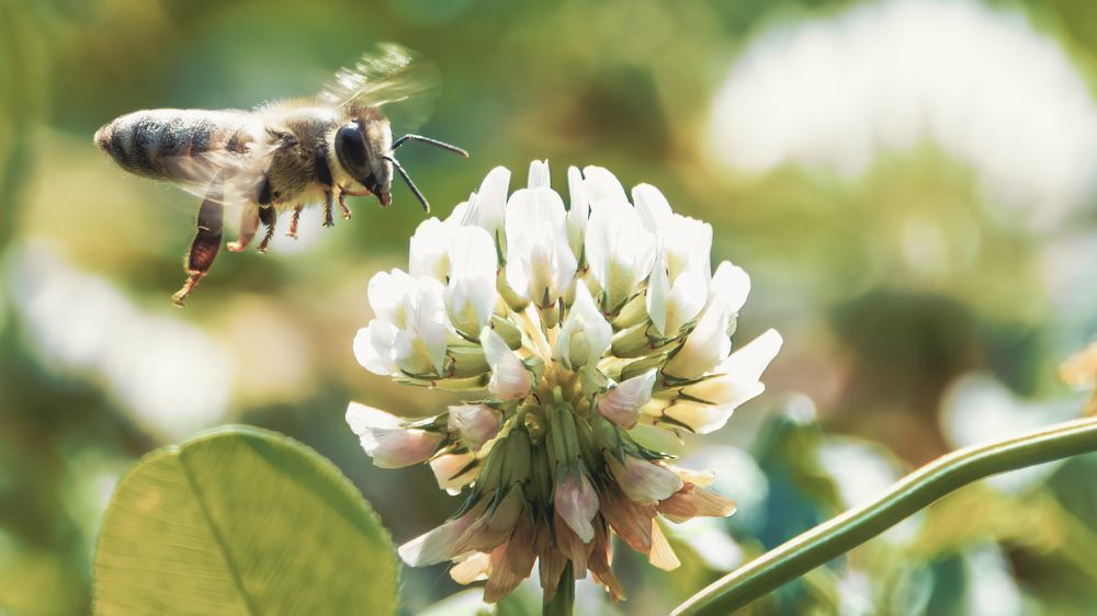 Собирая нектар