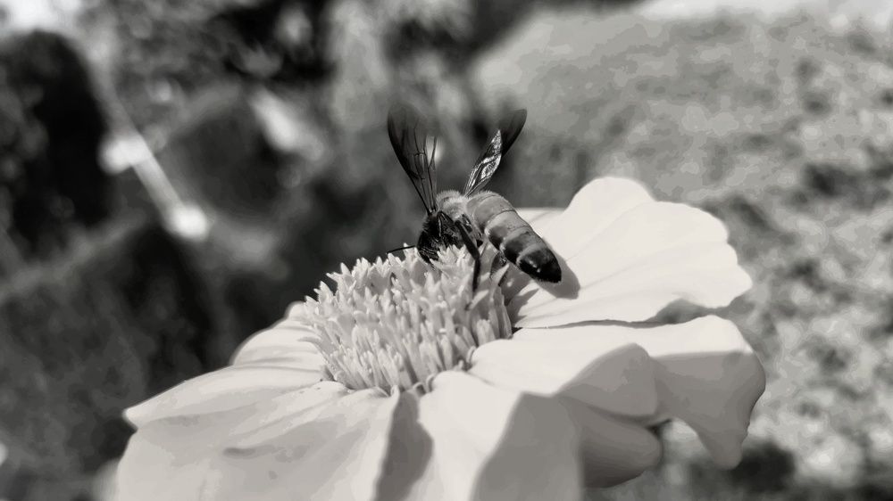 Photograph by Ahsan Kamal
