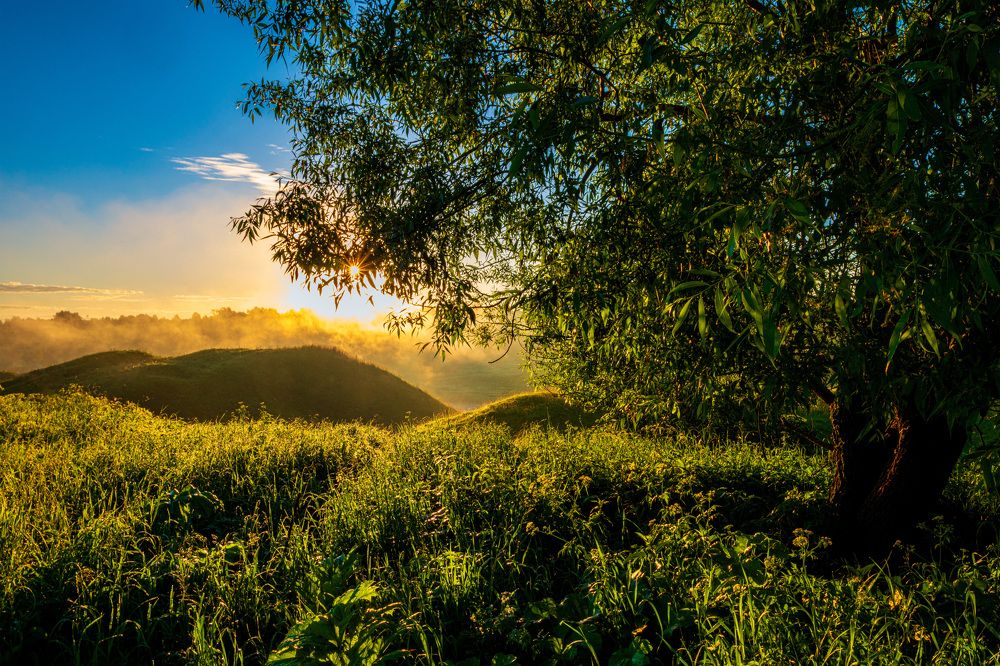 Красивое дерево рядом с холмами.