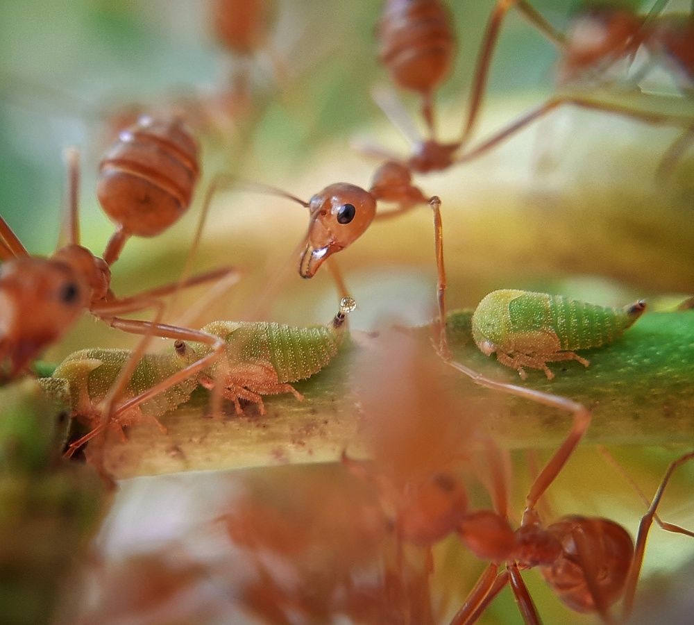 Photograph by Bustamante Molina