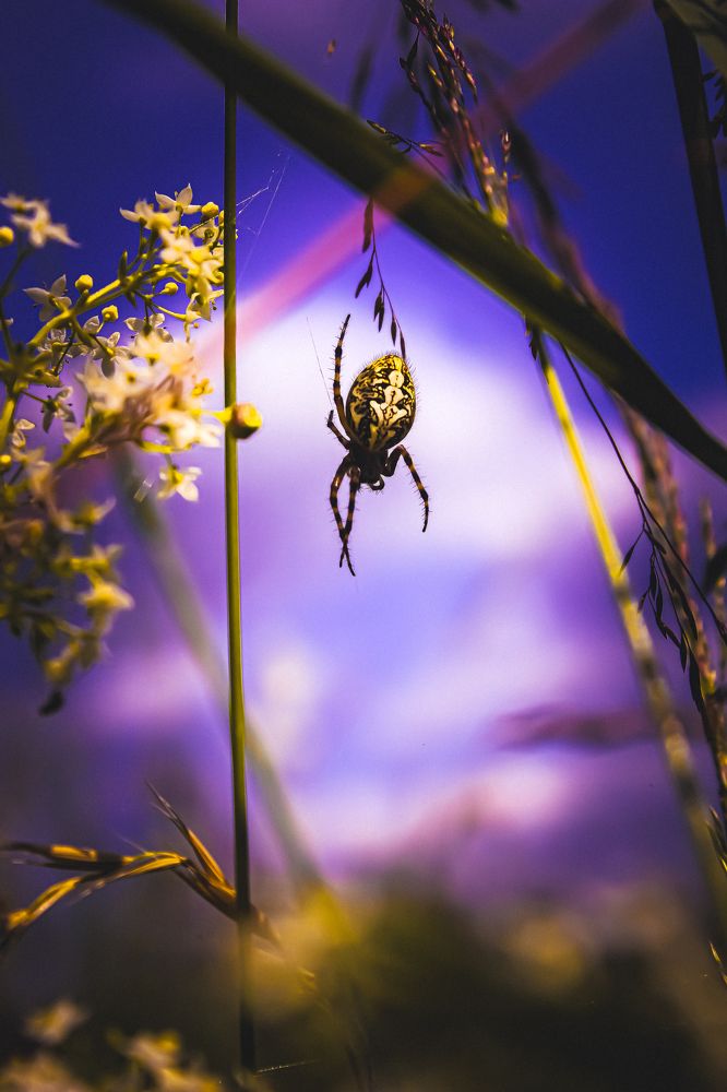 Photograph by Мария Рейтерн