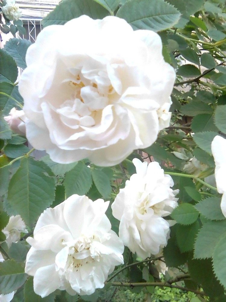 Photograph by Марта Васильева