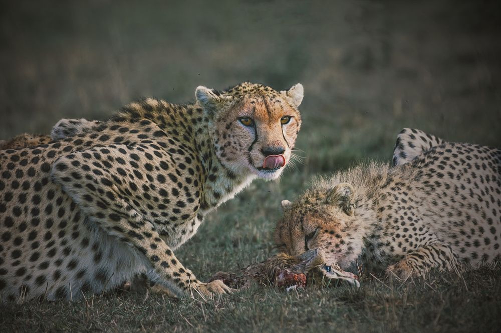 Mother Serving Dinner