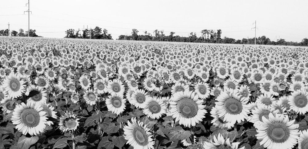 Фотография автора Ольга Мусина