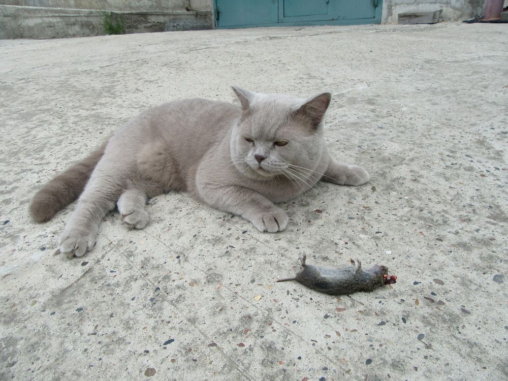 Photo #7790531