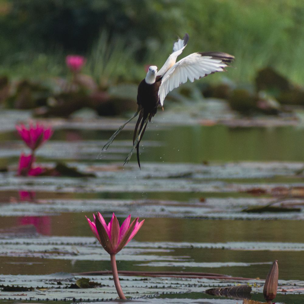 Photograph by Pritam Mandal