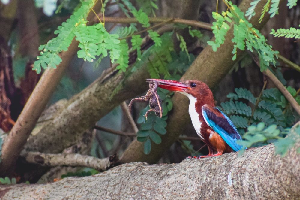 Photograph by Pritam Mandal