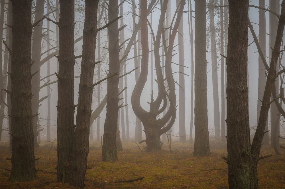 Чужой среди своих