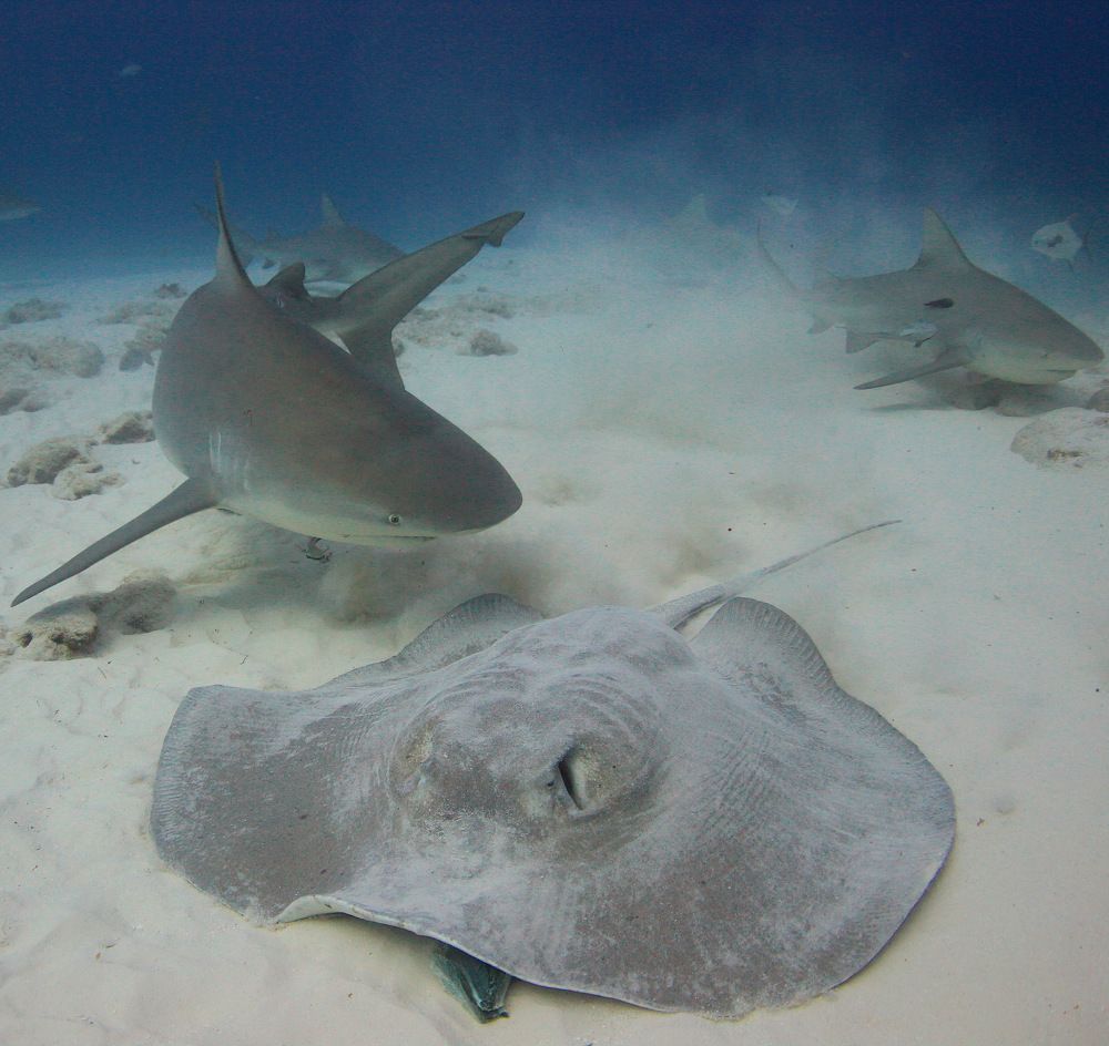 Фотография автора Ramon magaña