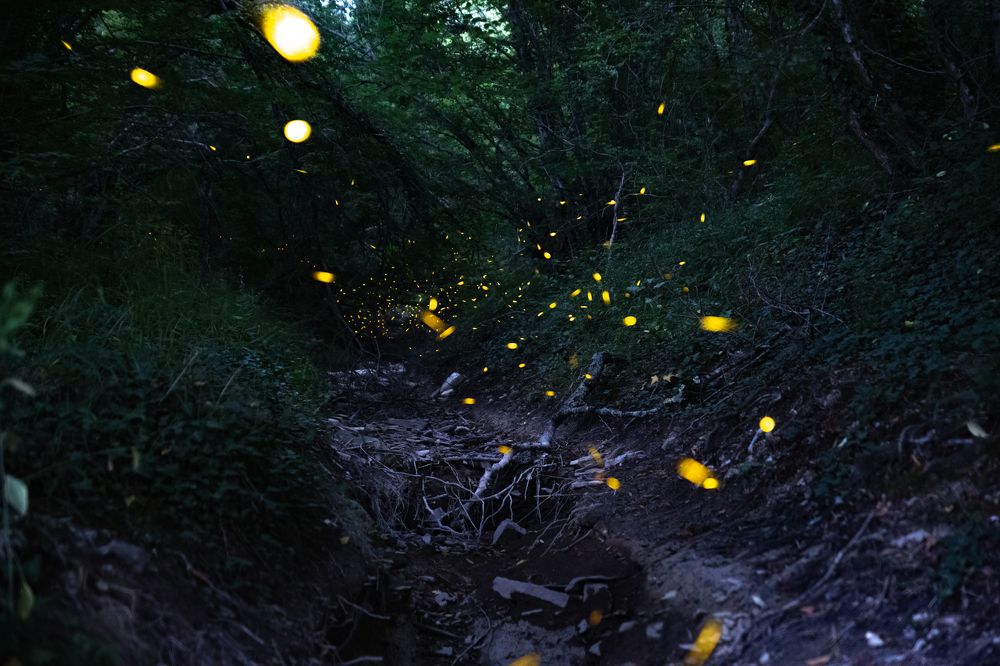 Photograph by Tateshi