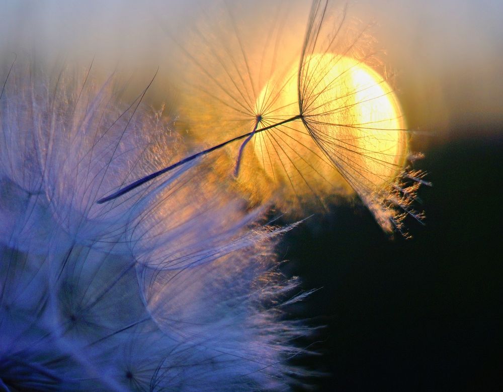 Photograph by Елена Чаплина