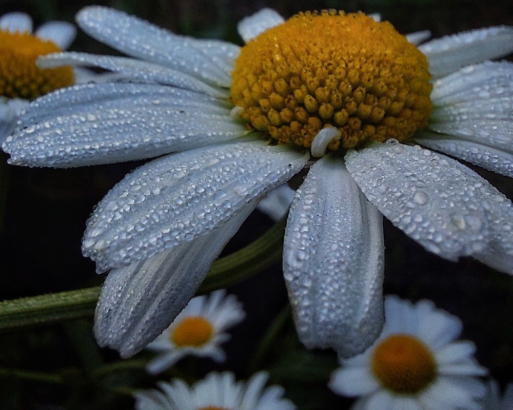 Photograph by Екатерина Баклыкова