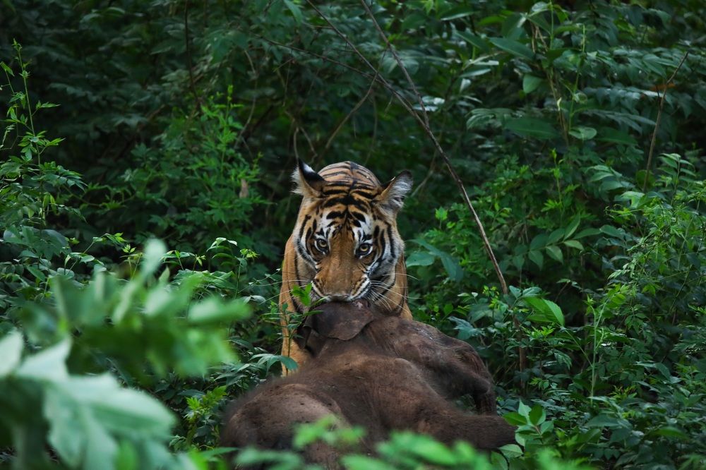 Photograph by Jeevan