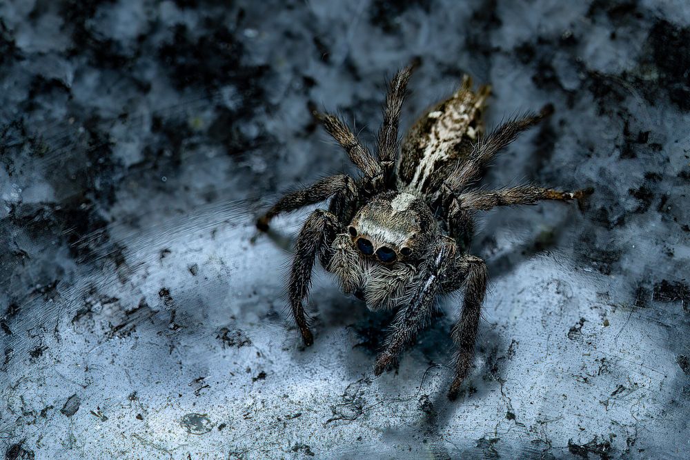 Photograph by Awakari