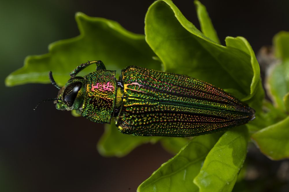 Photograph by Sameer Bhalekar