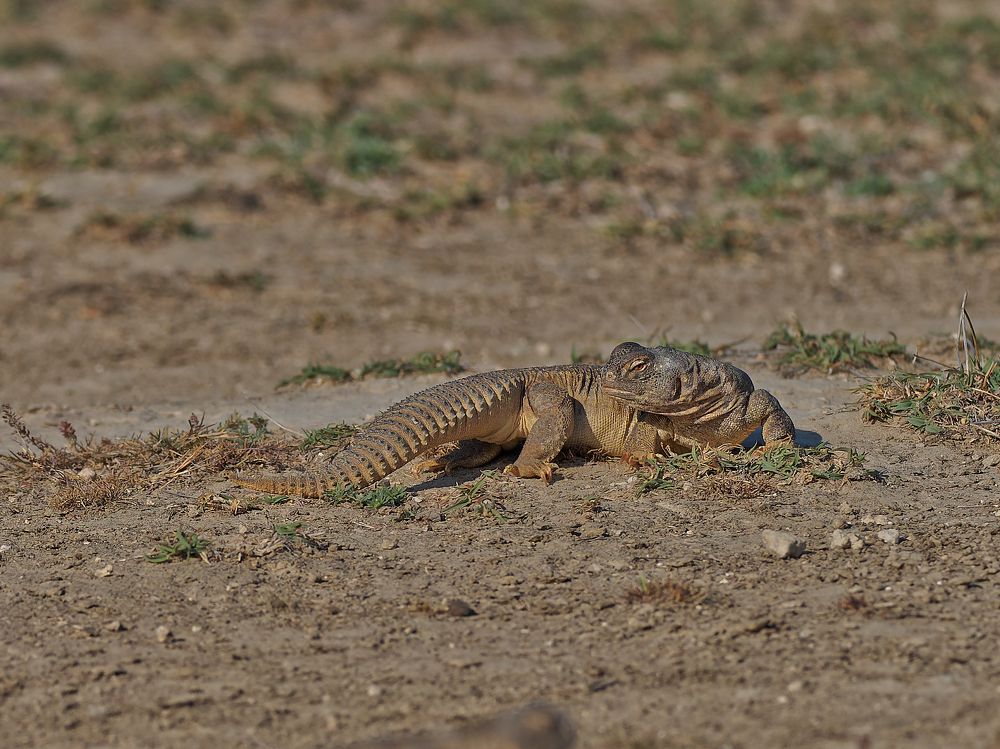Photograph by RAJESH MAHAJAN