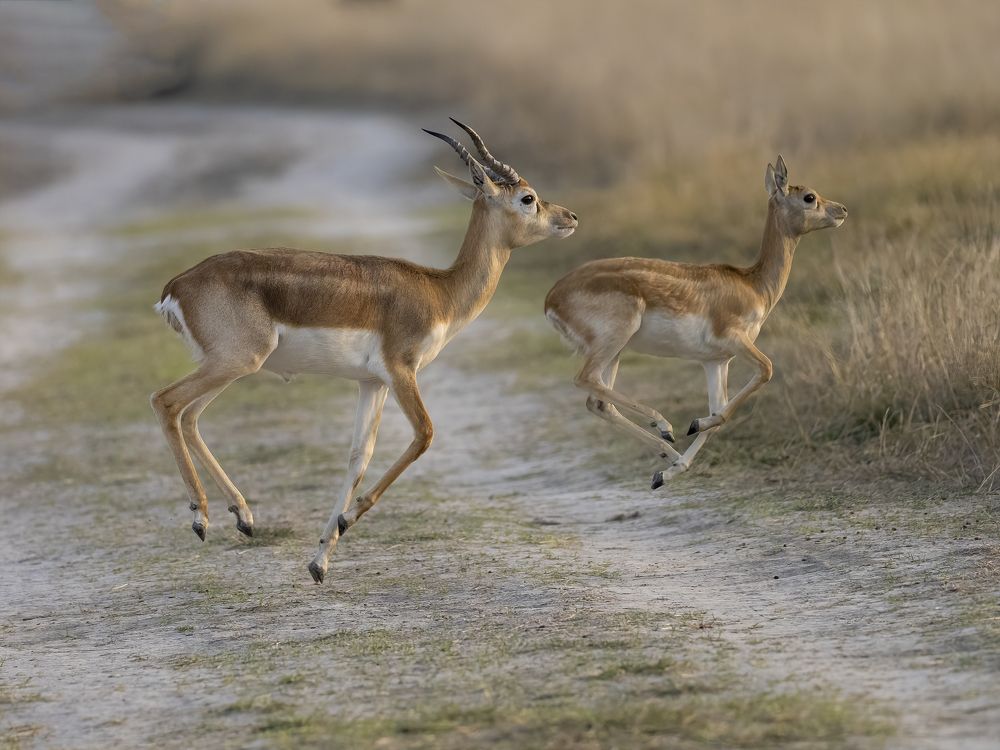 Photograph by RAJESH MAHAJAN