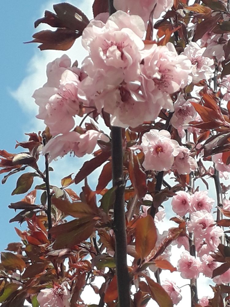 Сакура цветет